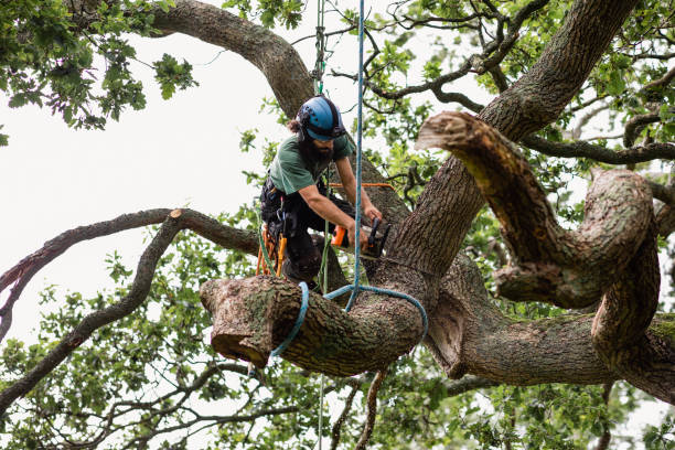 Professional Tree Services in Dallastown, PA