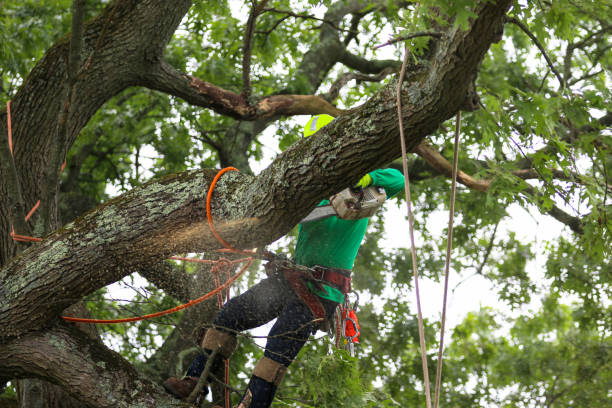 How Our Tree Care Process Works  in  Dallastown, PA